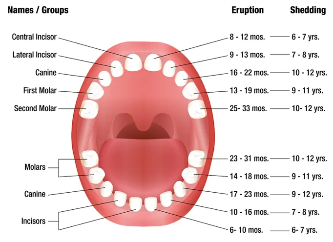 Milk Teeth Structure